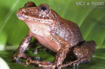 Media type: image;   Herpetology A-95500 Description: Photo of animal in life, taken in the field by Dr. Kenneth Ichiro Miyata. A slide of the photo was scanned in 2012 by Melissa Wooley.;  Aspect: lateral